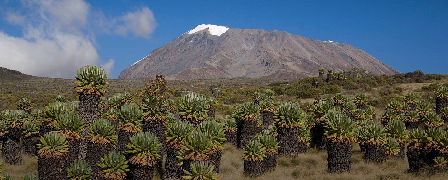 Shira Ruten Kilimanjaro Se Program Og Indhent Et Tilbud Her