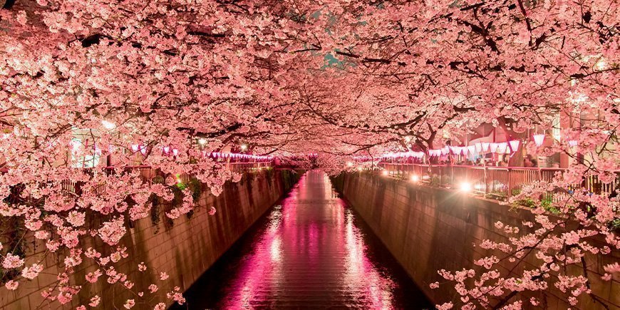 Kirsebærblomstring om natten i Tokyo