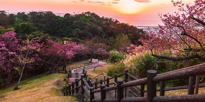 Kirsebærblomstring i en park i Okinawa