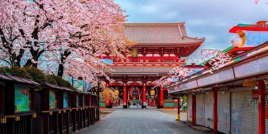 Sakura ved Sensoji-ji-templet i Tokyo