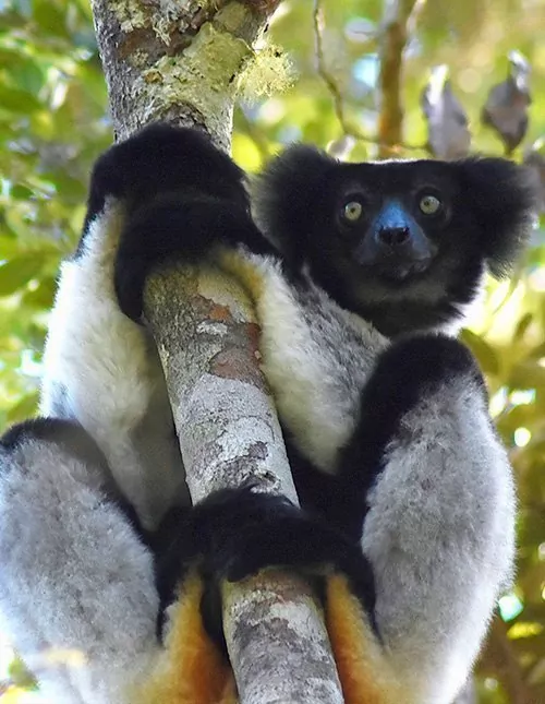 Lemurer i Madagaskar & badeferie på Mauritius