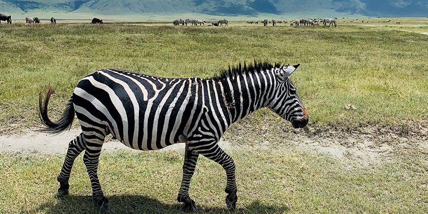 zebra