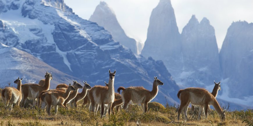 Guanacoer i Torres del Paine