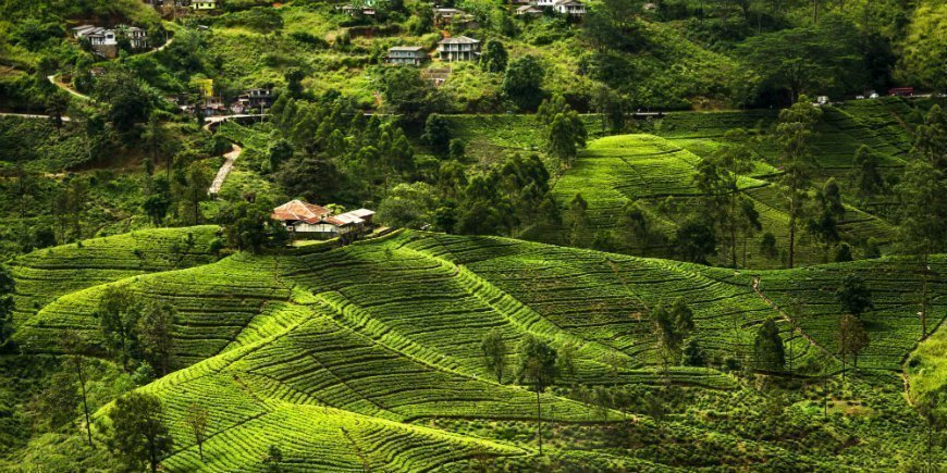 Sri Lankas højland