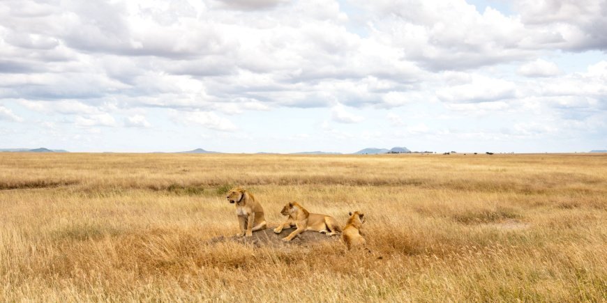 En flok løvinder i Serengeti nationalpark