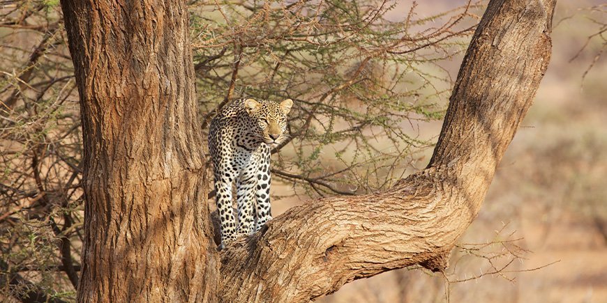 Leopard i et træ i Samburu National Reserve i Kenya