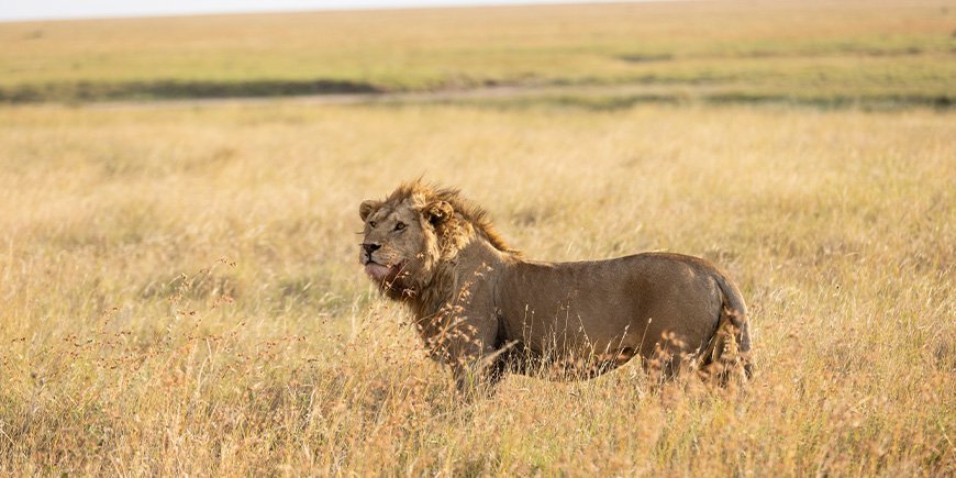 Løve kigger ud i horisonten på Serengetis sletter i Tanzania