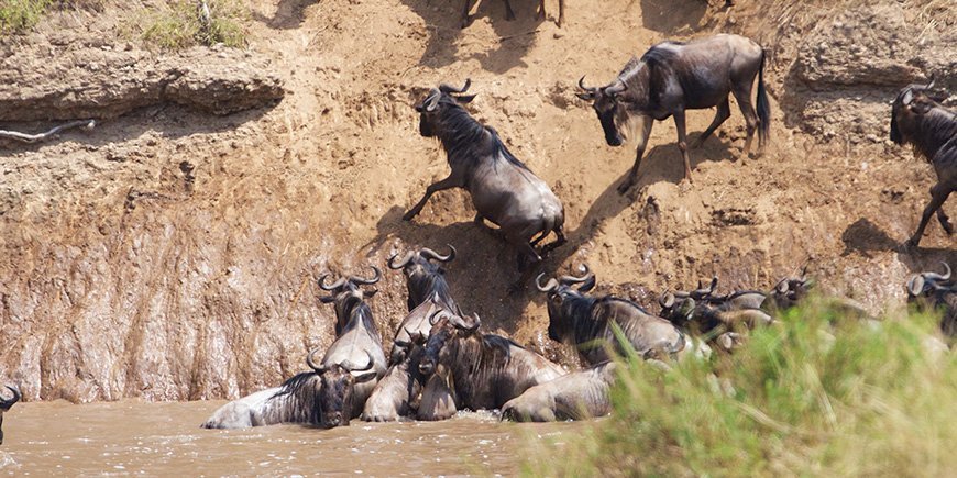 Gnuer forsøger at krydse Mara-floden i Kenya