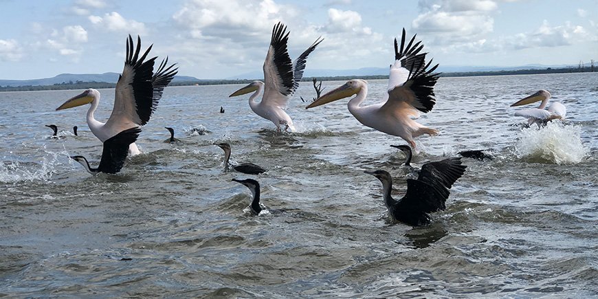 Pelikaner i vandet i Lake Naivasha