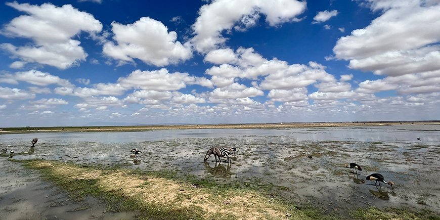 Zebraer står i vandet i et vildtreservat i Kenya