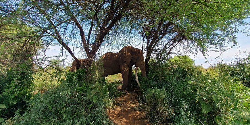 Grønne landskaber og elefant i Amboseli Nationalpark i Kenya