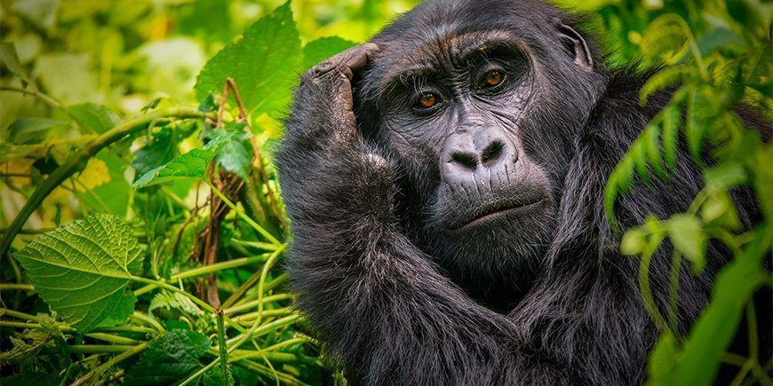 Hun-gorilla kigger på kameraet i Bwindi i Uganda