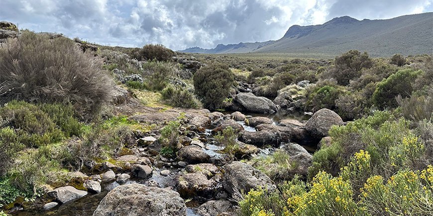 Naturen på Lemosho-ruten i Kilimanjaro Nationalpark