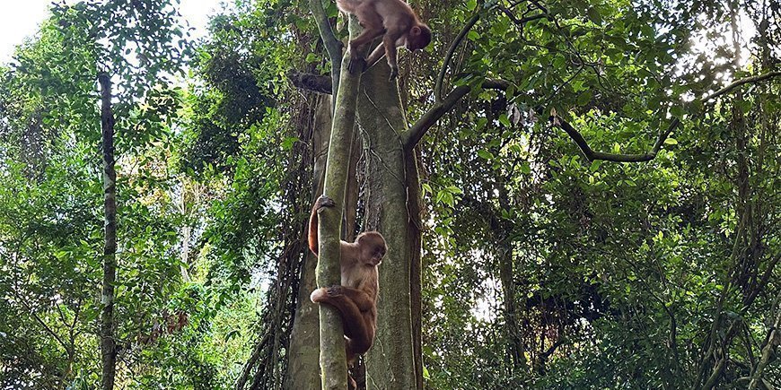 Kapucineraber i træ i Amazonas i Peru