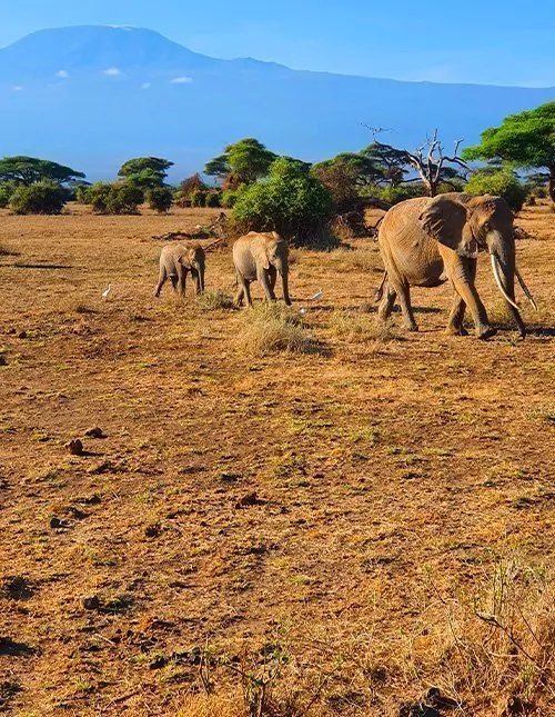 Rundt om Kilimanjaro: safari, natur & kultur i Kenya og Tanzania