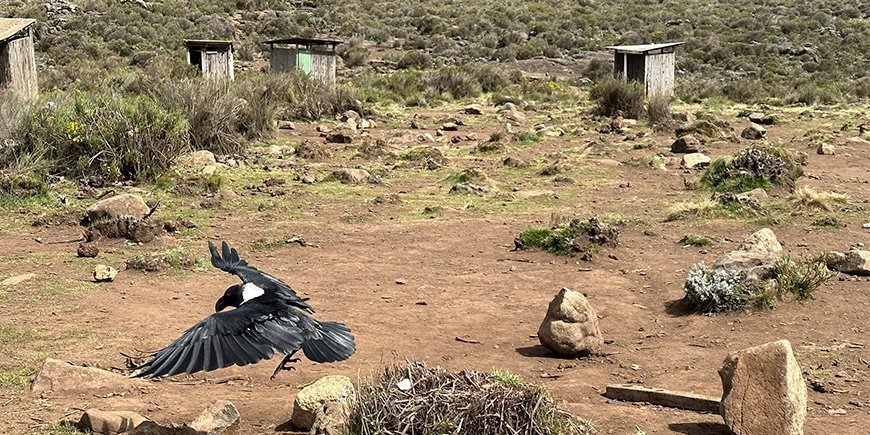 Krage i en lejr på Kilimanjaro