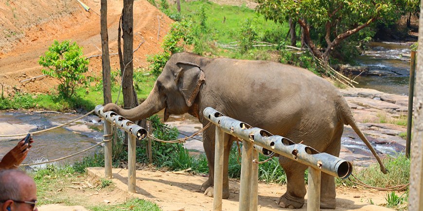 Elefant ved ChangChill elefantreservat i Chiang Mai