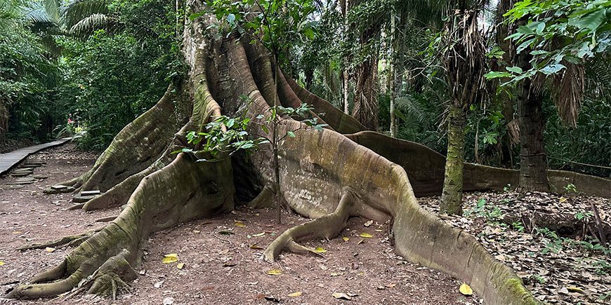 Kæmpe træ i Amazonas i Peru