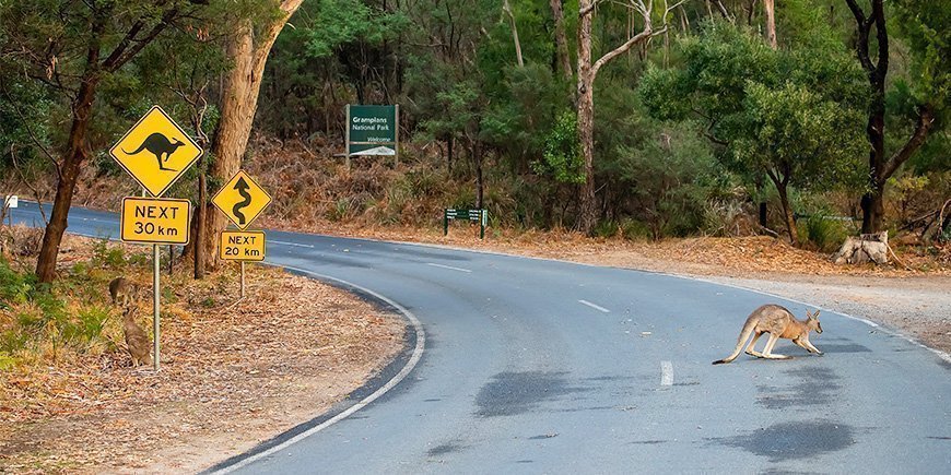 Kænguru på vejen i Australien 