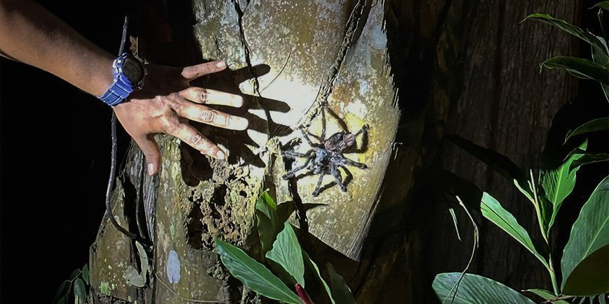 Fugleedderkop på et træ i Amazonas i Peru