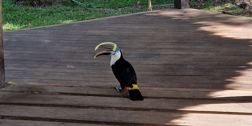 Tukan på lodge i Amazonas i Peru