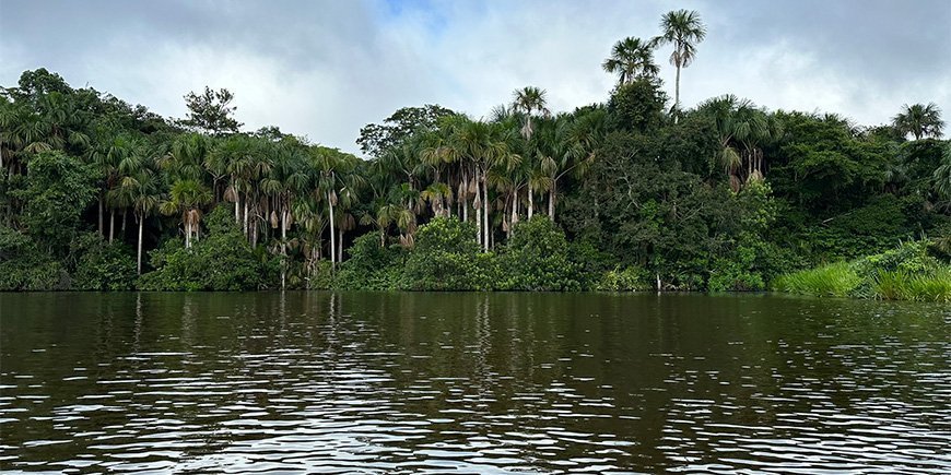 Udsigt til Amazonas-regnskoven fra fllod