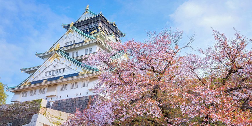 Kirsebærblomstring ved Osaka Castle i Japan.