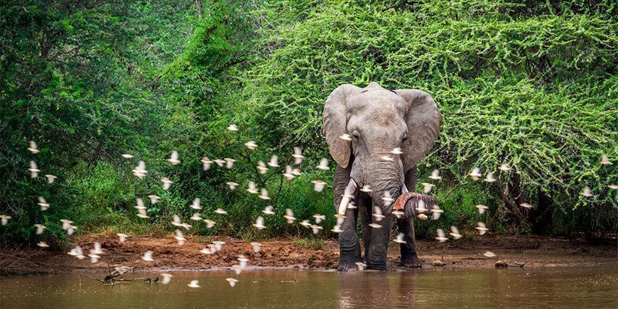 Afrikansk elefant i frodige omgivelser i Sydafrikas Kruger Nationalpark.