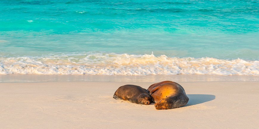 To sæler tager en lur på stranden på Galapagosøerne i Ecuador.