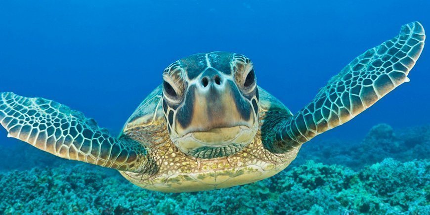 Havskildpadde i vandet ved Galapagosøerne