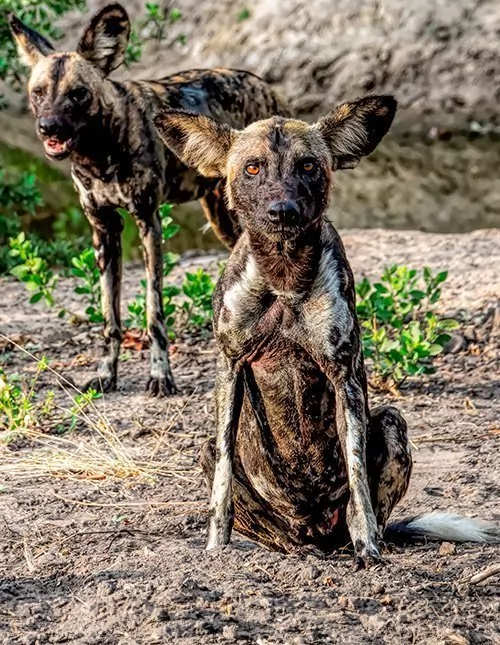 Det sydlige Tanzania: fly in-safari i Nyerere & Ruaha