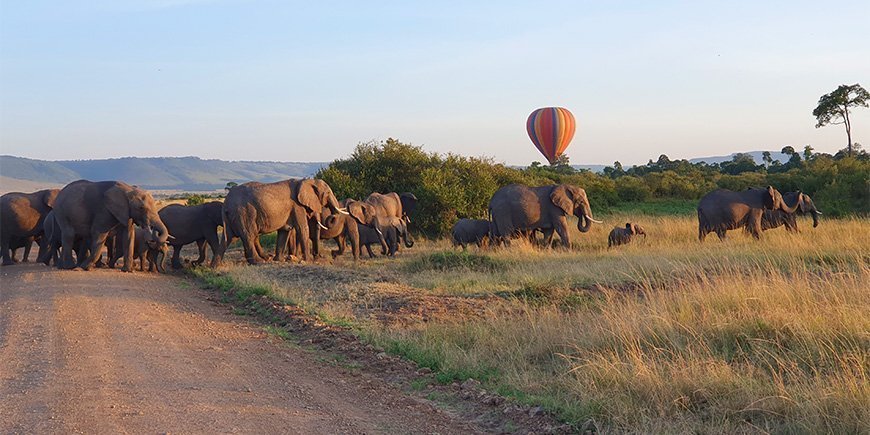 Elefanter går på række i Kenya