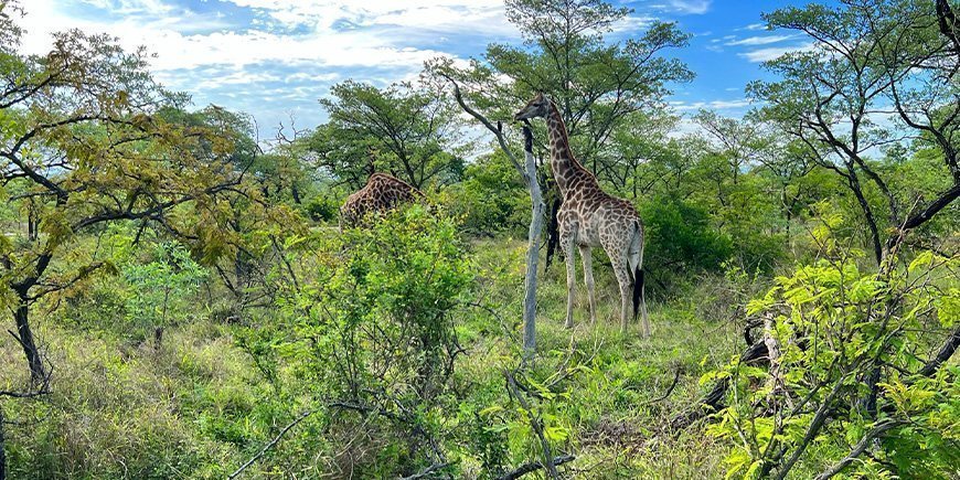 Giraf i Kruger Nationalpark i november