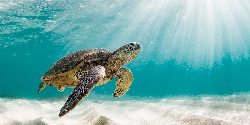 Grøn havskildpadde i vandet ved Galapagosøerne