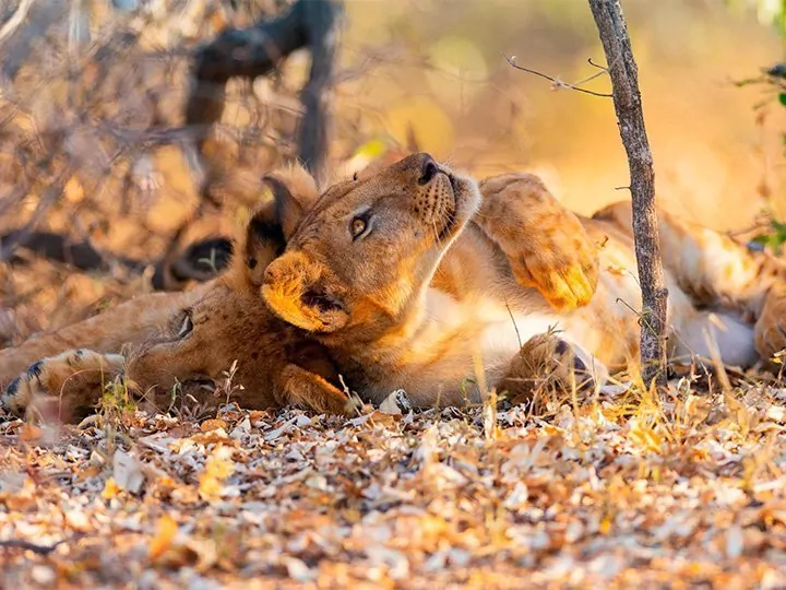 Det sydlige Tanzania: fly in-safari i Nyerere & Ruaha