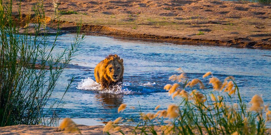 Løve går i flod i Kruger Nationalpark i Sydafrika