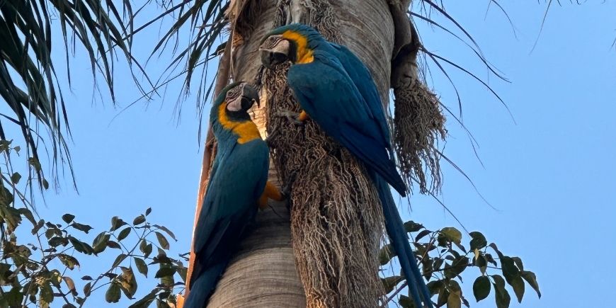 Araer i et træ i Pantanal