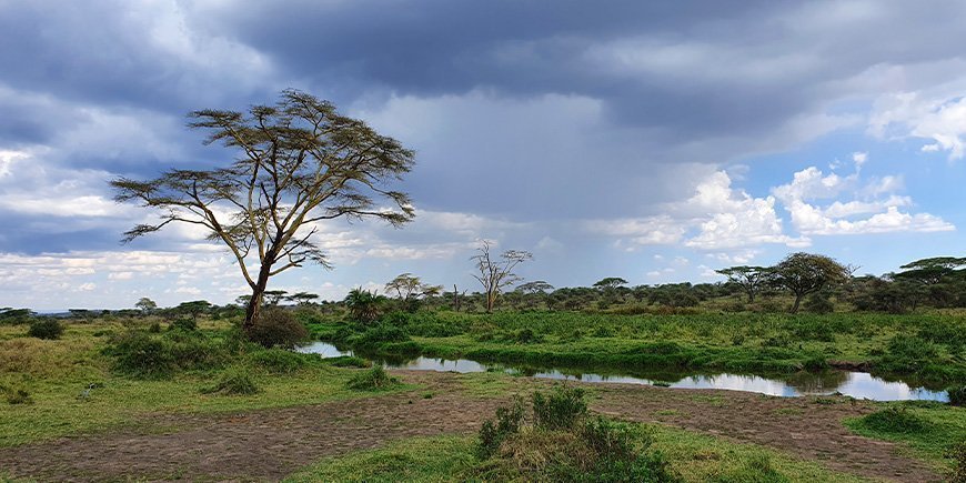 Overskyet dag på Serengeti i december