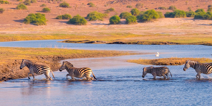 Zebra går i Chobe-floden i Botswana