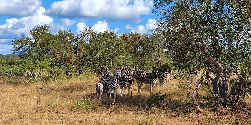 Zebraer i Kruger i februar/marts måned