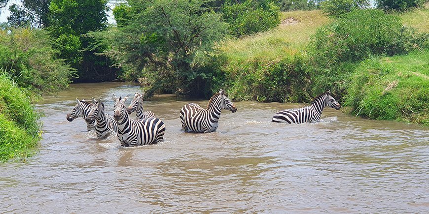 Zebraer i en flod i Afrika