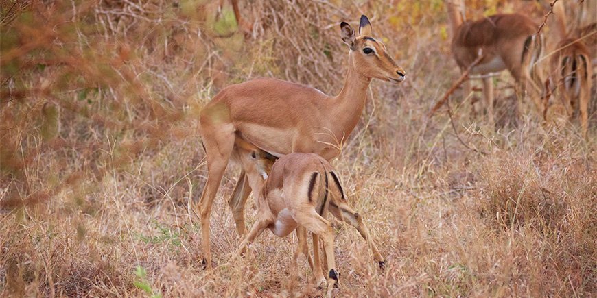 Dyrebaby i Kruger Nationalpark