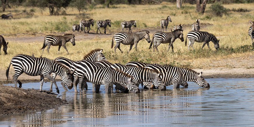 Tørsæson i Tarangire i Tanzania