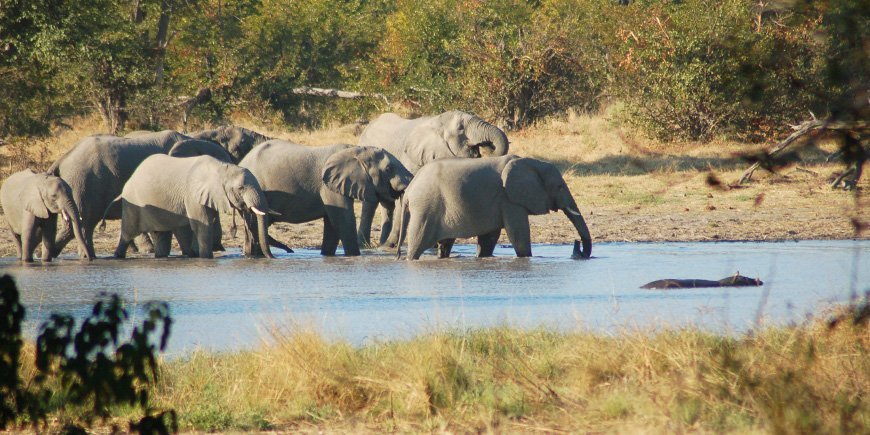 Elefanter i Okavango-deltaet i juni