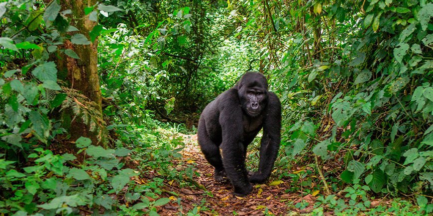 Gorilla går på sti i Bwindi i Uganda