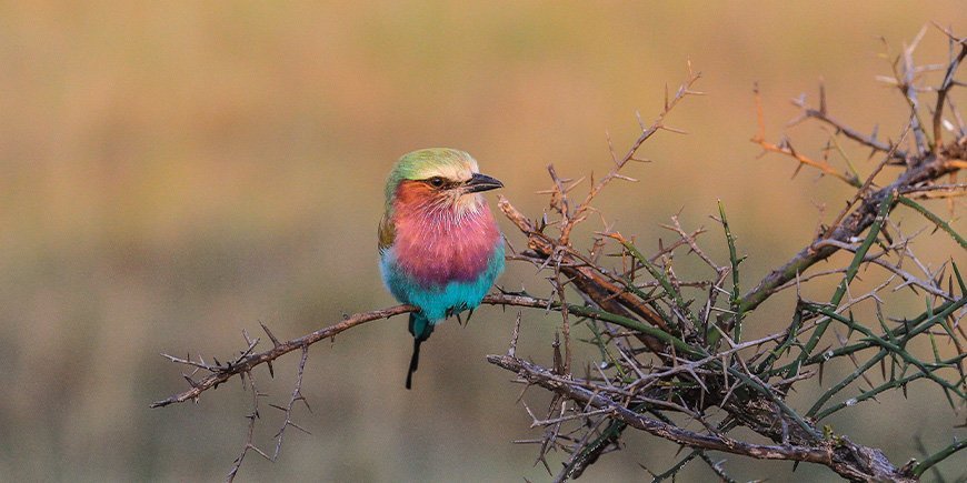 Lillabrystet ellekrage i Tanzania