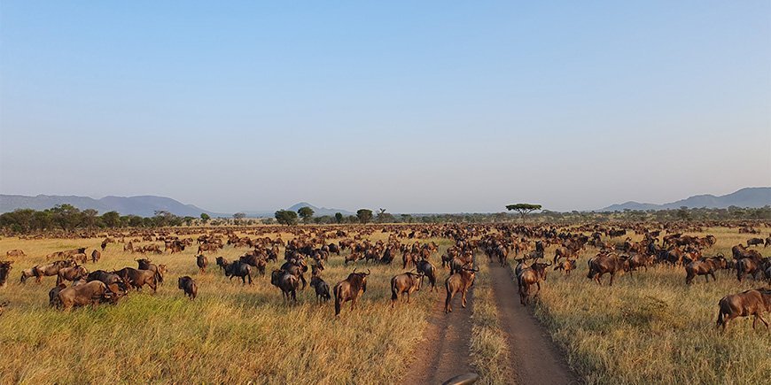 Den store migration på Serengeti i Tanzania