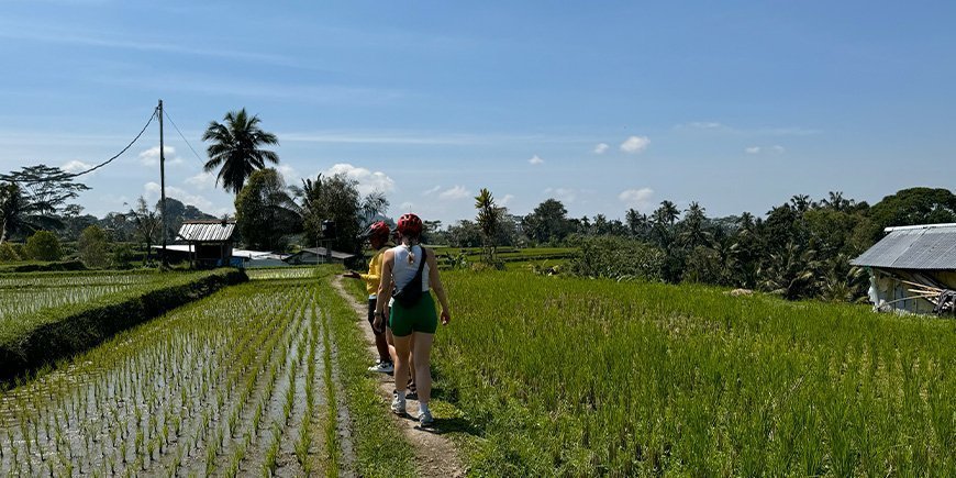 Vi går på rismerke på Bali