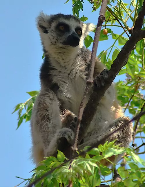 Natur, kultur og lemurer i Madagaskar