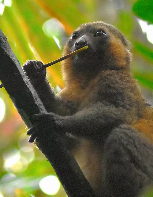 Natur, kultur og lemurer i Madagaskar & badeferie på Mauritius